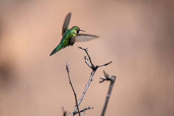 Broad-tailed Hummingbird (4) - Selasphorus platycercus