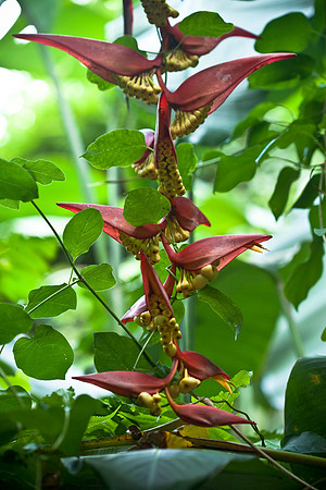 Banana Plant Flower