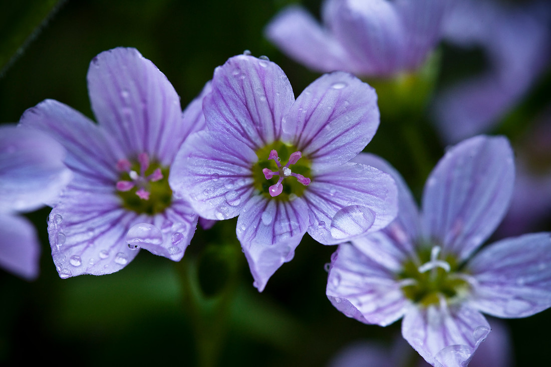 Alaska Spring Beauty - Claytonia sarmentosa
