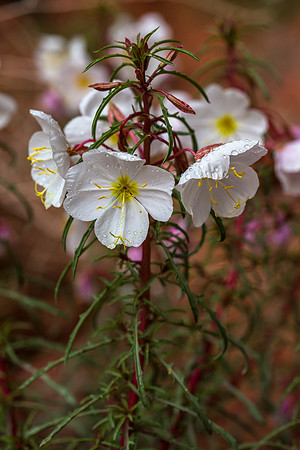 Pale Evening-primrose - Oenothera pallida