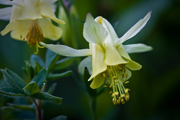 Yellow Columbine
