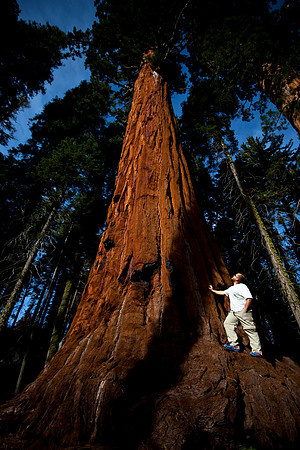 Self Portrait - Sequoia Tree