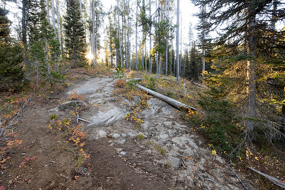 Morning light on Mountain Ash Creek Trail