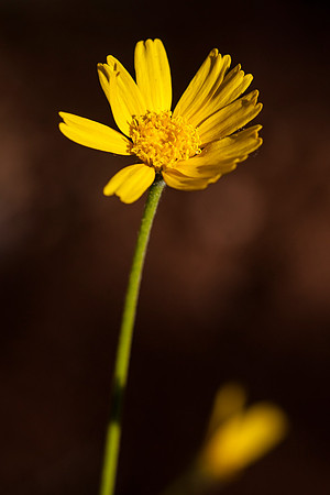 Tetraneuris ivesiana