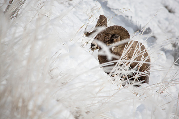 Through the Frost