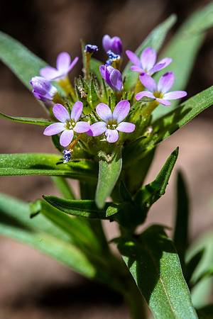 Tiny Trumpet - Collomia linearis