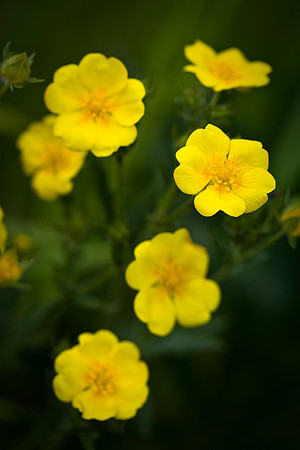Shrubby Cinquefoil