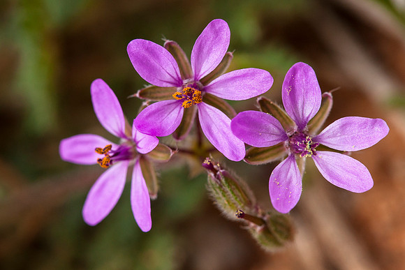 Erodium cicutarium (invasive)