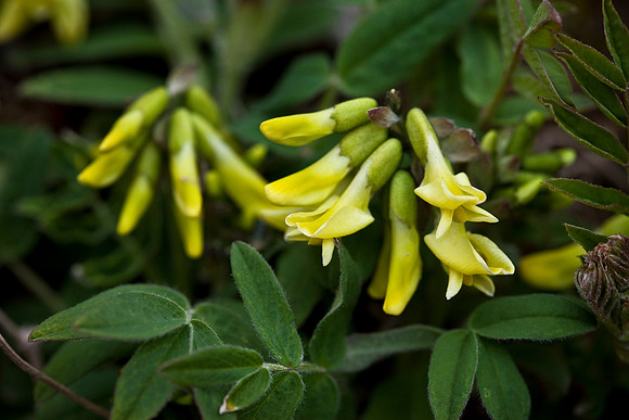 Hairy Arctic Milk Vetch - Astragalus umbellatus