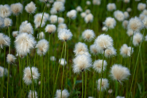Cotton Grass - Eriophorum sp
