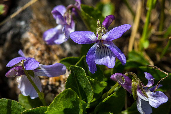Early Blue Violet - Viola adunca