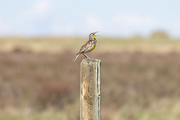 Western meadowlark (Sturnella neglecta) singing