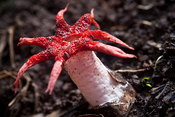 Stinkhorn Mushroom