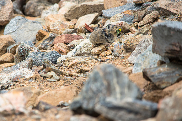 Pika with Avens