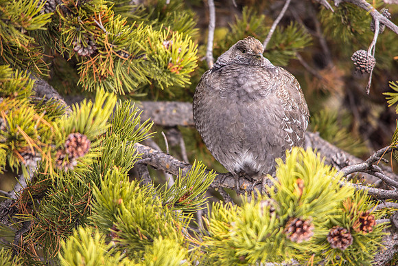 Puffy Blue Grouse