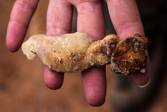 Pine Sap Clump