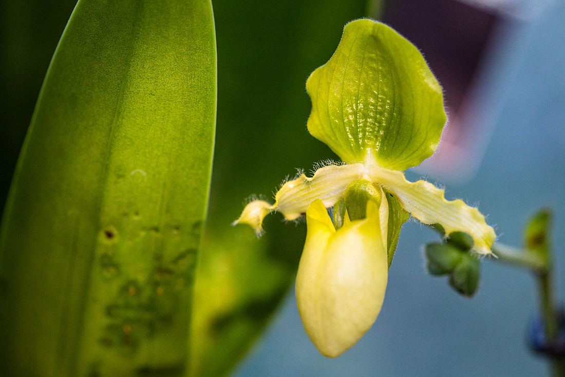 Paphiopedilum primulinum