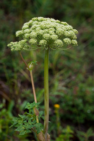Wild Celery - Angelica lucida