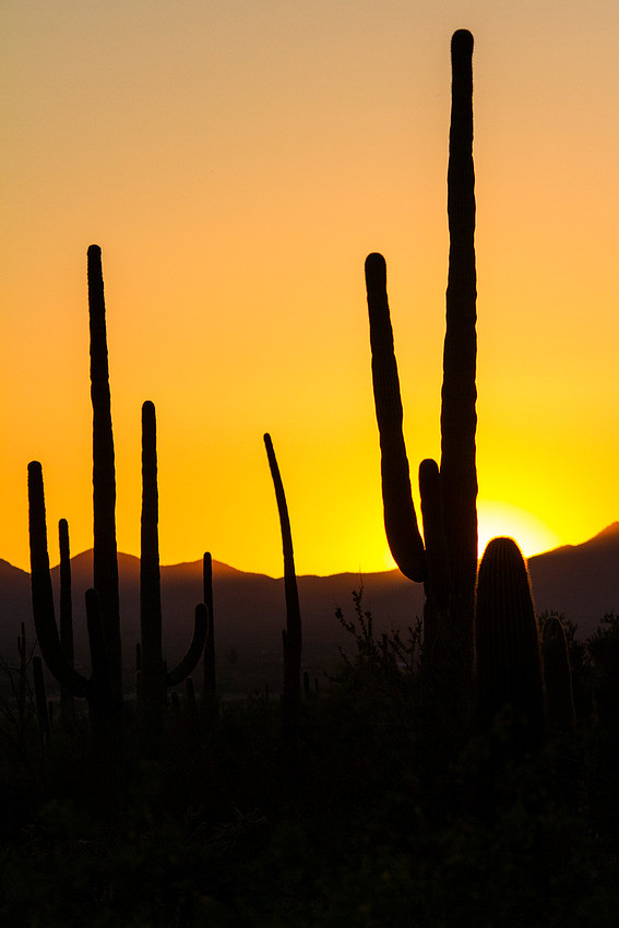 Saguaro Silhouette