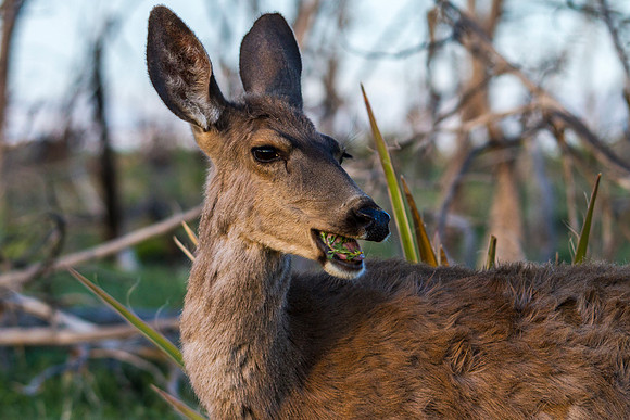 Foraging Deer