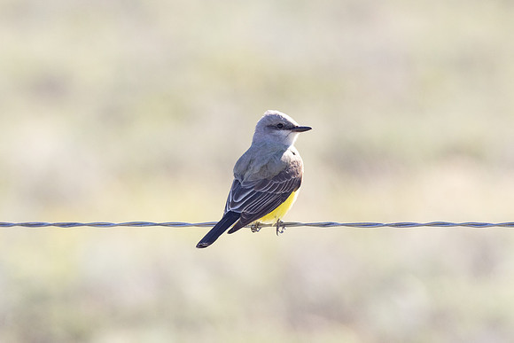 Western kingbird (Tyrannus verticalis) perched on a wire