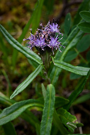 Narrlowleaf Saw-wort - Saussurea angustifolia