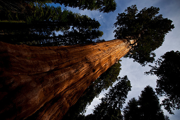 General Sherman Tree