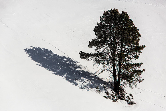 Tree and Shadow