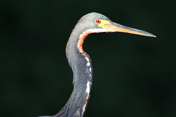 Tri Colored Heron
