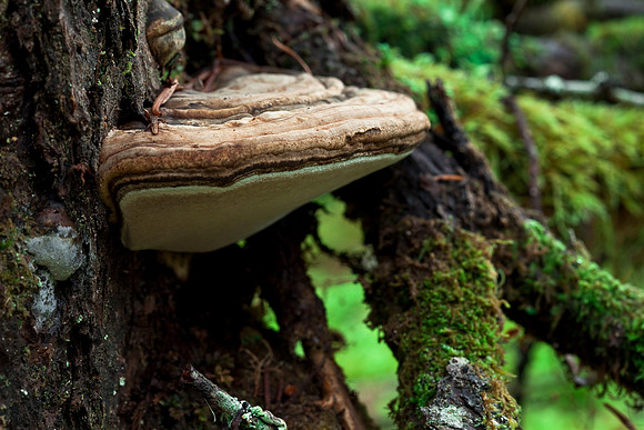 Brown Shelf Fungus