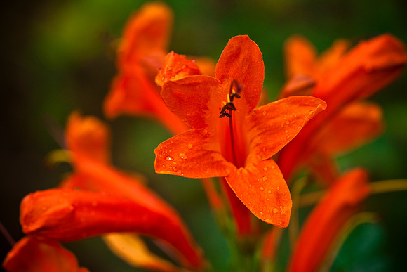 Cape Honeysuckle