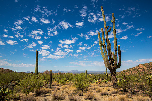 The Mighty Saguaro