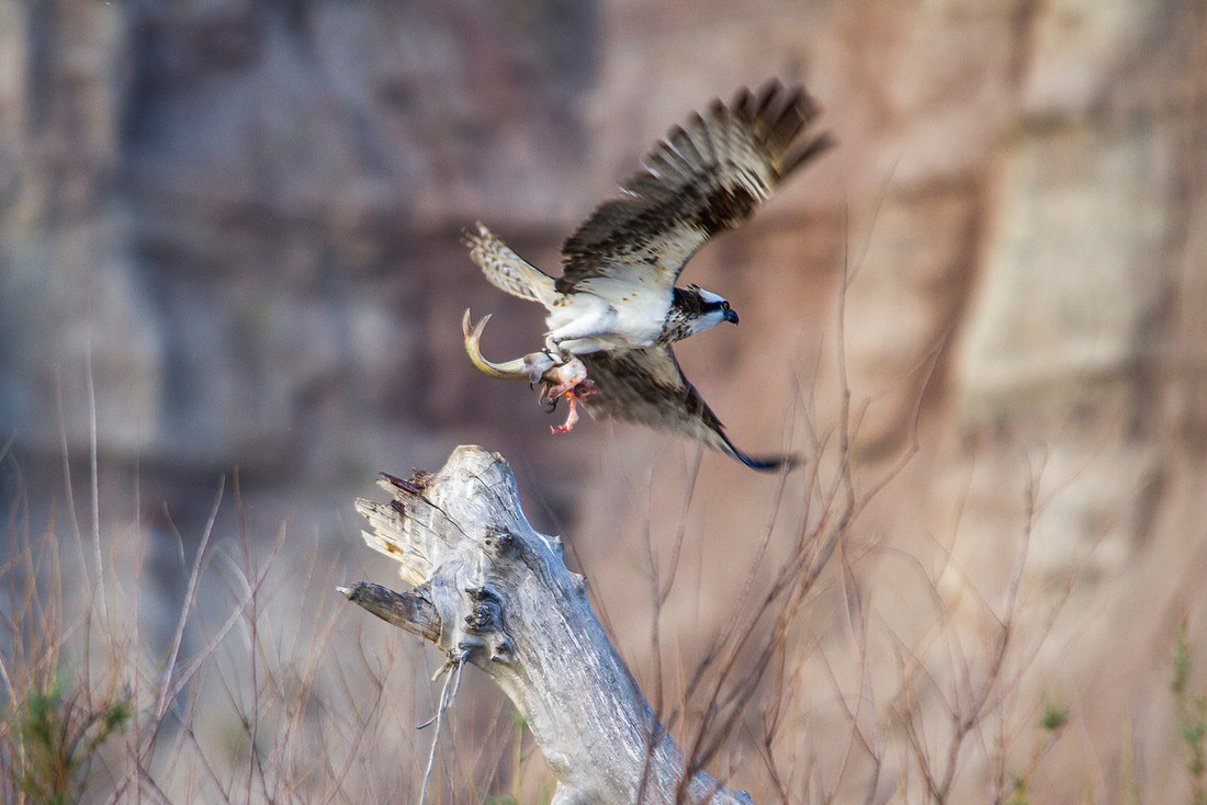 Osprey and Breakfast Take Flight