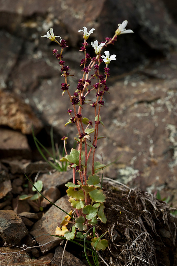 Bulblet Saxifrage - Saxifraga cernua