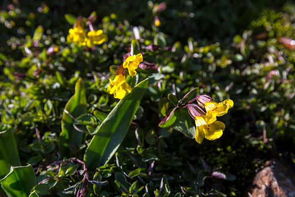 Monkey Flower