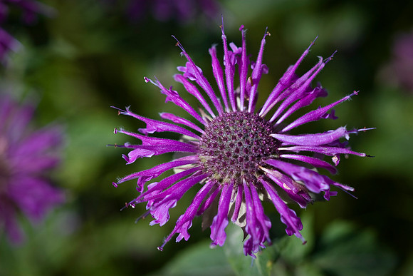 Wild Bergamot