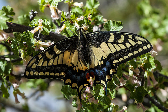 Swallowtail Butterfly