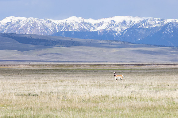 Pronghorn and the Madison Range