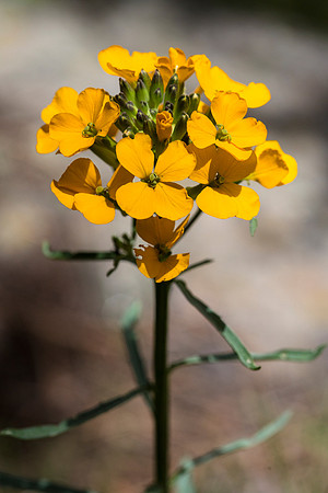 Western Wallflower - Erysimum capitatum