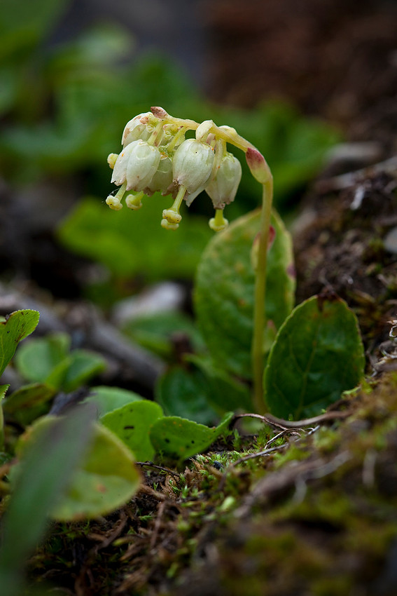 Sidebells Pyrola - Orthilia secunda