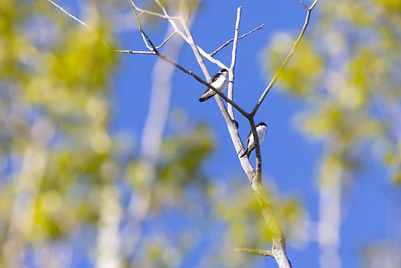 Tree swallows (Tachycineta bicolor) perched on a snag
