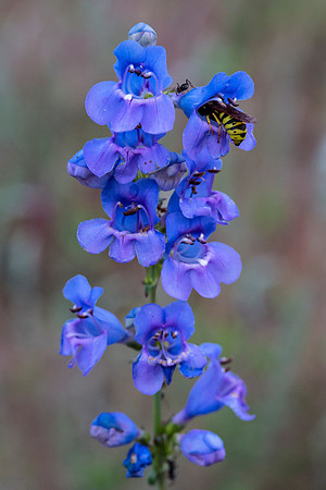 One-sided Penstamon - Penstemon secundiflorus