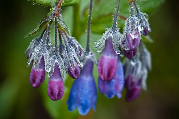 Bluebells in Rain