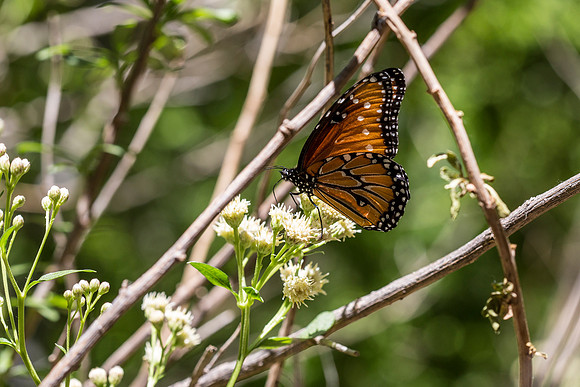 Male Queen Butterfly