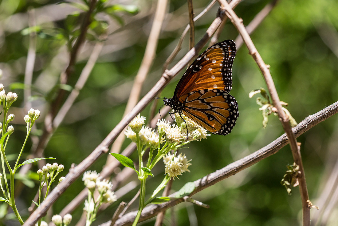 Male Queen Butterfly