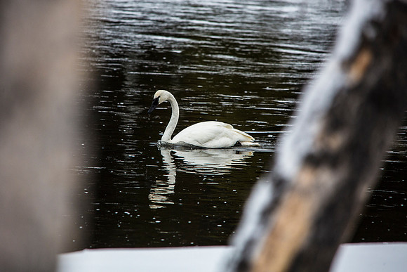 Trumpeter Swan Through the Trees