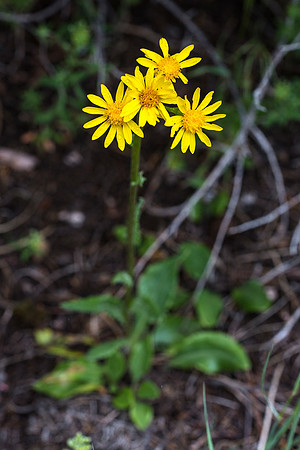 Foothill Arnica - Arnica fulgens