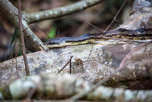 Black Rat Snake - Pantherophis obsoletus