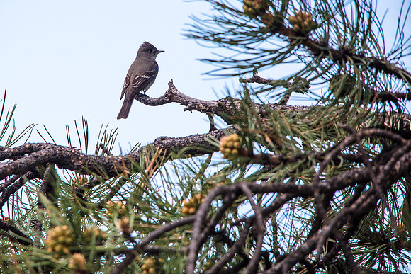 Western Wood-Pewee - Contopus sordidulus