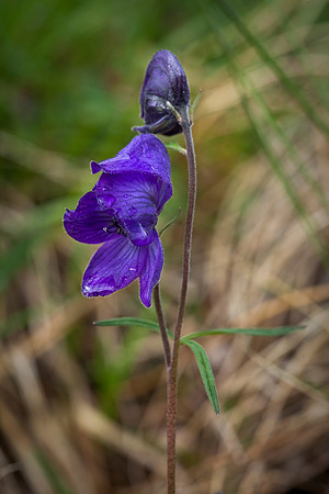 Monkshood - Aconitum delphinifolium ssp. delphinifolium